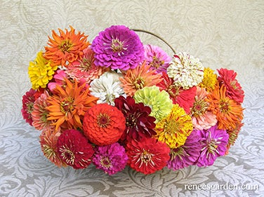 Zinnia Granny's Bouquet