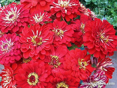 Zinnia Moulin Rouge Red