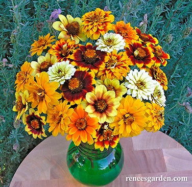 Zinnia Persian Carpet