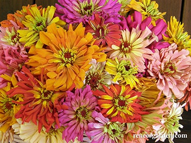 Zinnia Raggedy Anne