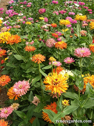 Zinnia Raggedy Anne