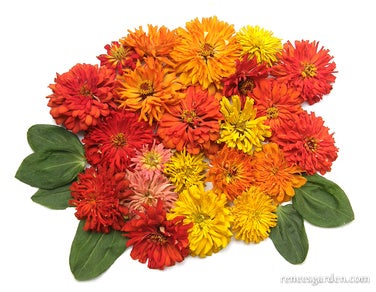 Zinnia Raggedy Anne