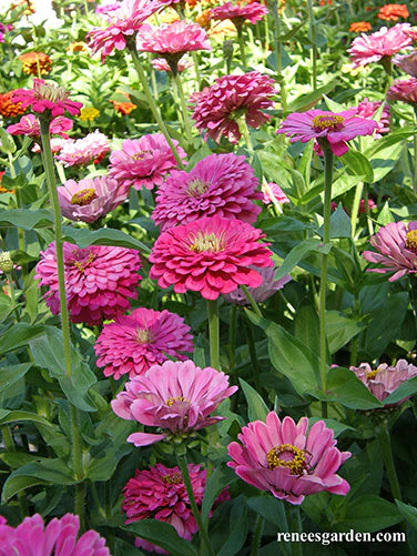 Zinnia Raspberry Sorbet