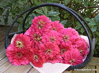 Zinnia Raspberry Sorbet