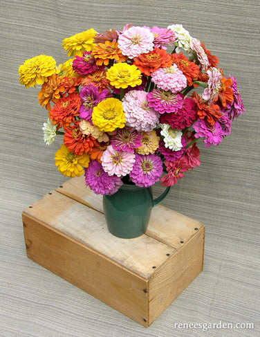 Free Flowering Rainbow Zinnias Scatter Garden