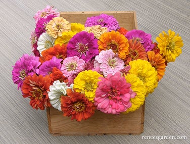 Free Flowering Rainbow Zinnias Scatter Garden