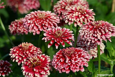 Zinnia Summer Pinwheels for Butterflies