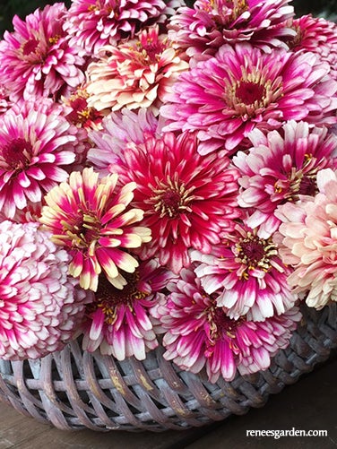 Zinnia Summer Pinwheels for Butterflies